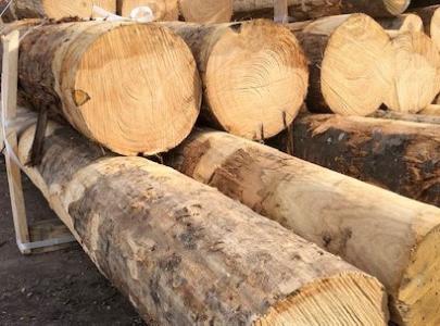 Kastanje palen van een diameter 16 tot 20cm. Funderingspalen en palen voor constructies.