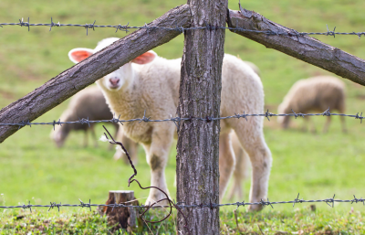 Fil de fer barbelé galvanisé