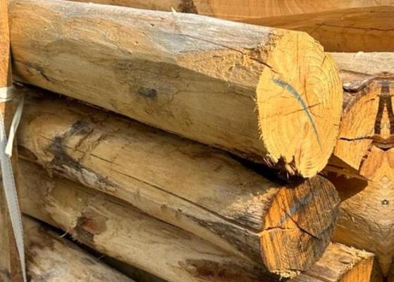 Robuuste kastanjehouten paal diameter 12/14 cm gepunt en ontschorst voor zwaar gebruik