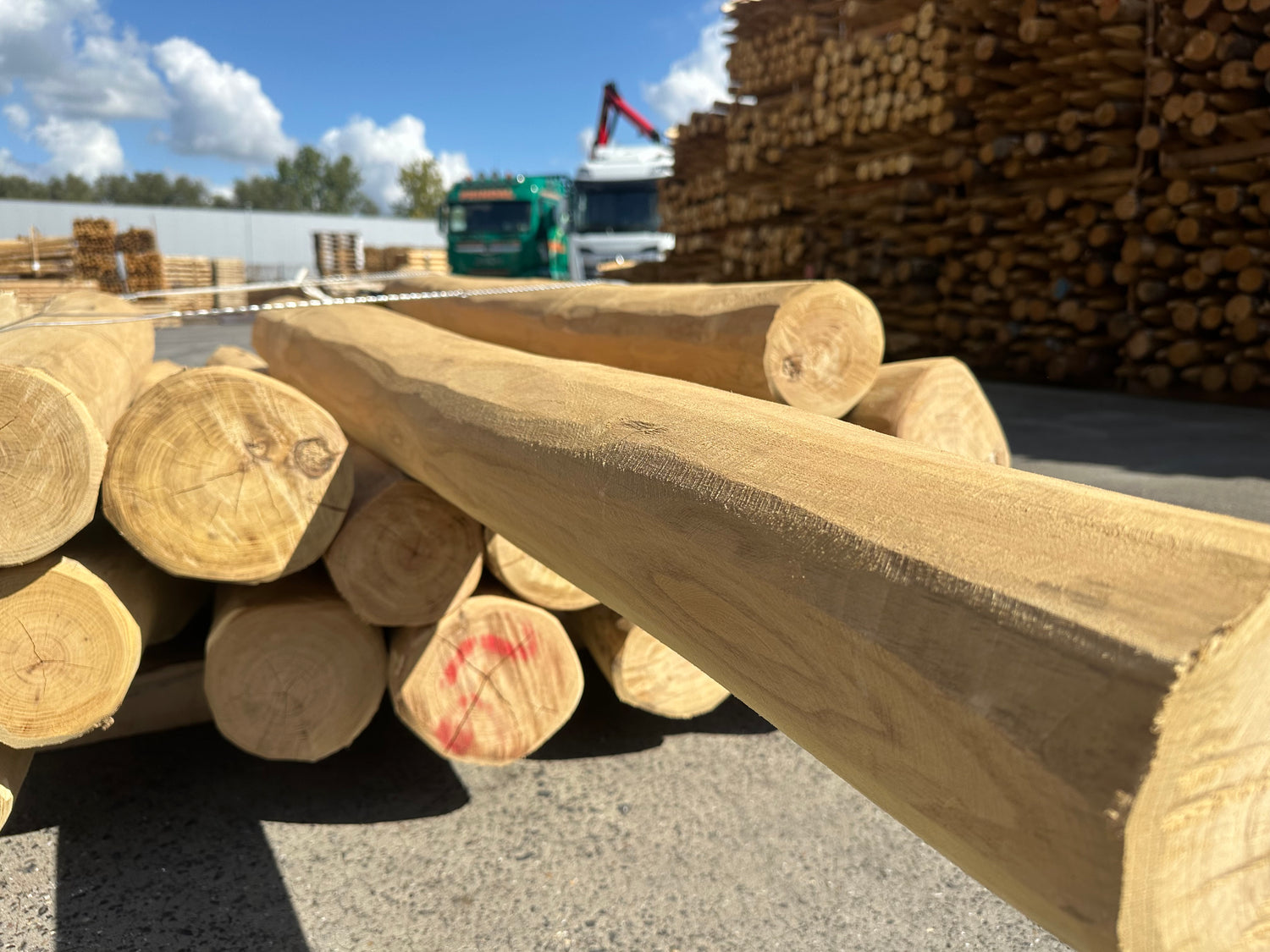  Spintvrije robinia palen dia. 14-16 cm geschuurd en klaar voor plaatsing in tuin of afrastering