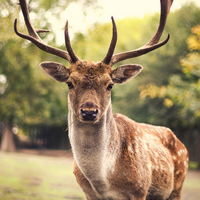 Cloture gibier  200 cm x 50 m